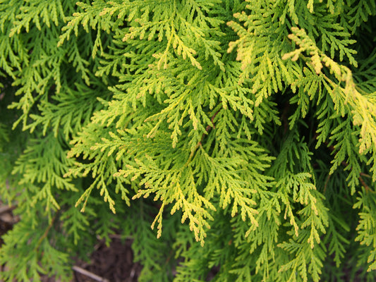 Golden Oriental Arborvitae Platycladus orientalis Aurea 20 Seeds  USA Company