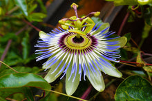 Load image into Gallery viewer, Blue Passion Flower Passiflora caerulea  20 Seeds
