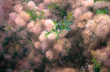 Load image into Gallery viewer, Smoke Tree Cotinus coggygria 20 Seeds