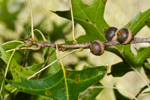 Pin Oak Quercus palustris 20 Seeds