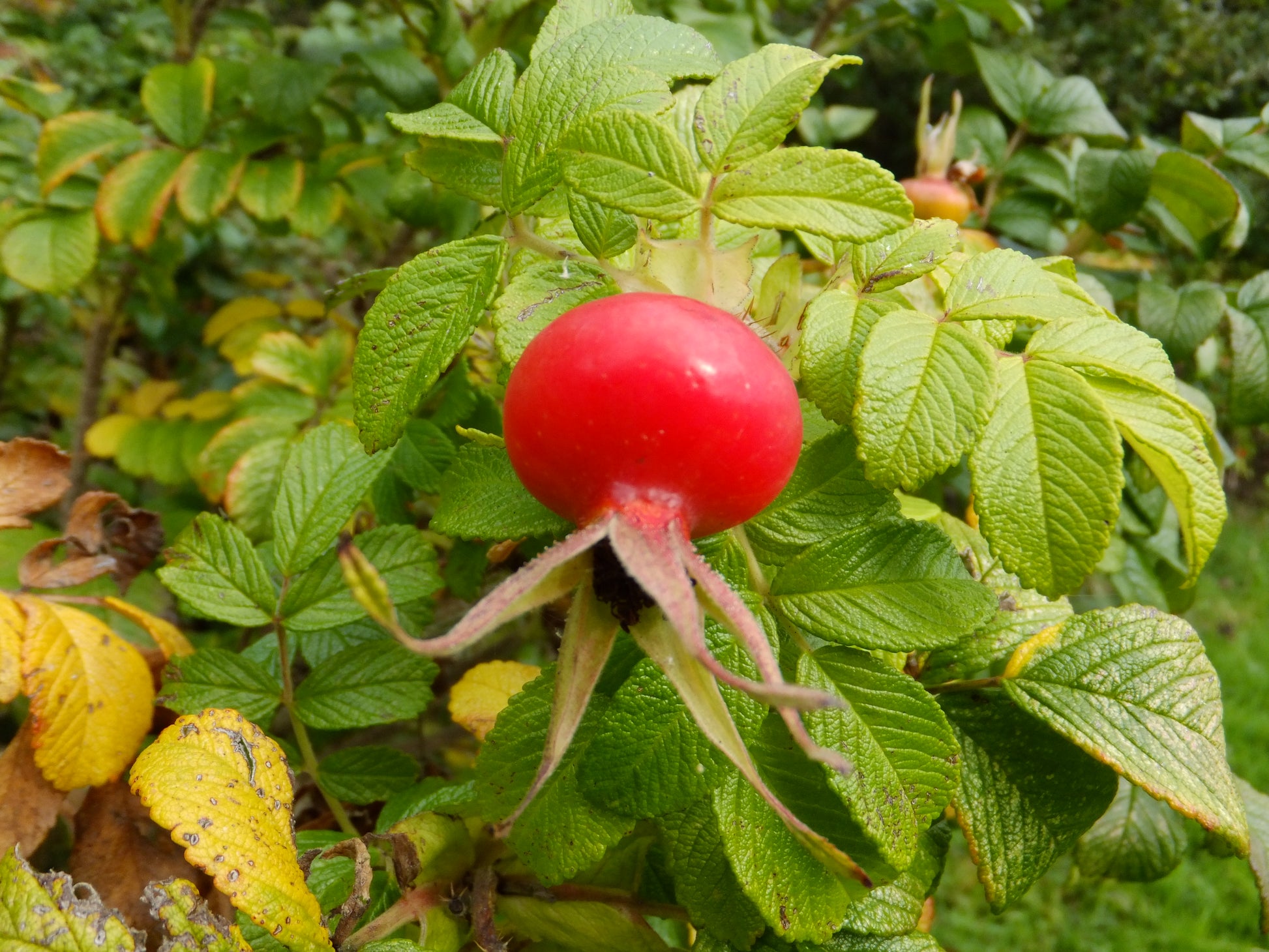 rugosa rose seeds Rugosa Rose Beach Rose Rosa rugosa 100 Seeds – R&B Floridaseeds