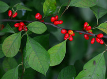 Load image into Gallery viewer, Spicebush Lindera benzoin 20 Seeds