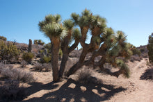 Load image into Gallery viewer, Joshua Tree Yucca brevifolia 20 Seeds