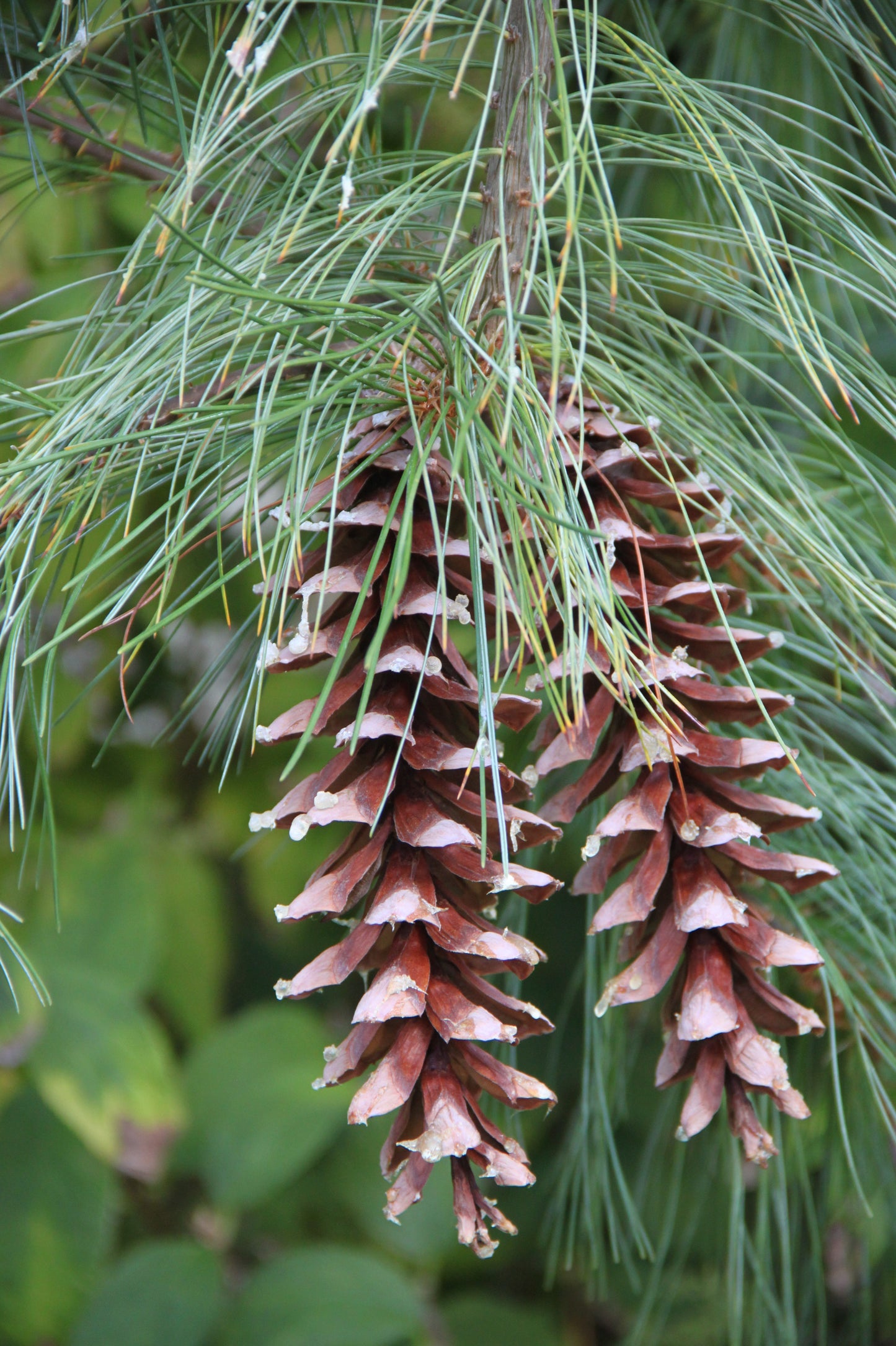 Eastern White Pine Pinus strobus 100 Seeds  USA Company