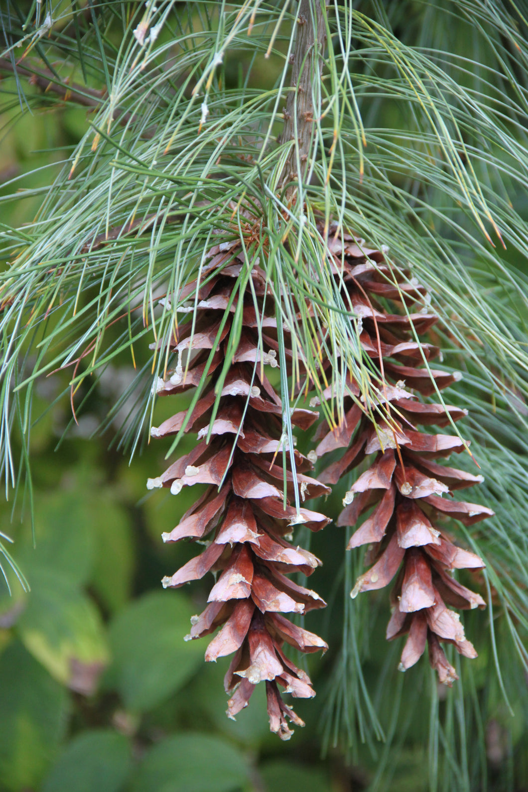 Eastern White Pine Pinus strobus 100 Seeds