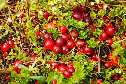 Cranberry Vaccinium macrocarpon 100 Seeds