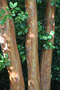Tall Stewartia Stewartia monadelpha 20 Seeds