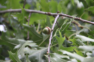 Scarlet Oak Quercus coccinea 10 Seeds