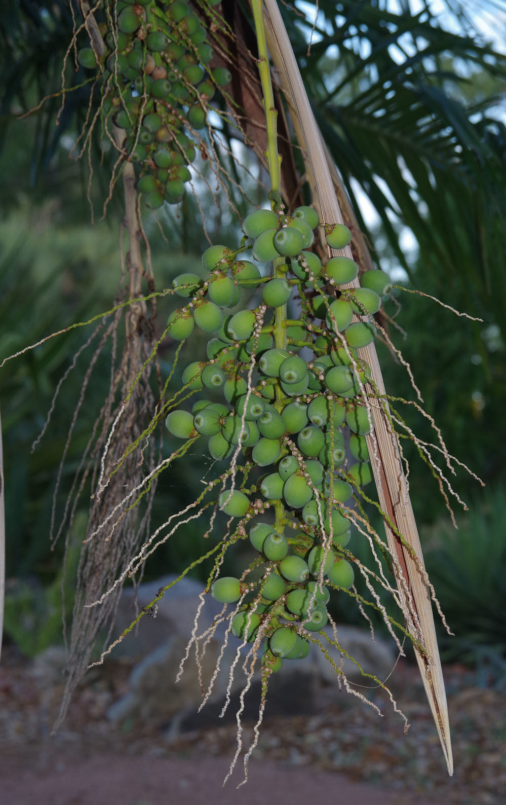 Arikury Palm Syagrus shizophylla 10 Seeds  USA Company