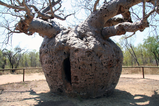 Australian Baobab Adansonia greggii 5 Seeds  USA Company