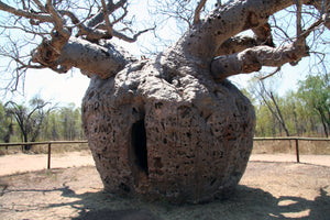 Australian Baobab Adansonia greggii 5 Seeds