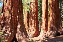 Load image into Gallery viewer, Giant Sequoia Redwood Sequoiadendron Giganteum 100 Seeds