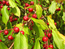 Load image into Gallery viewer, Sargent&#39;s Crabapple Malus sargentii 20 Seeds
