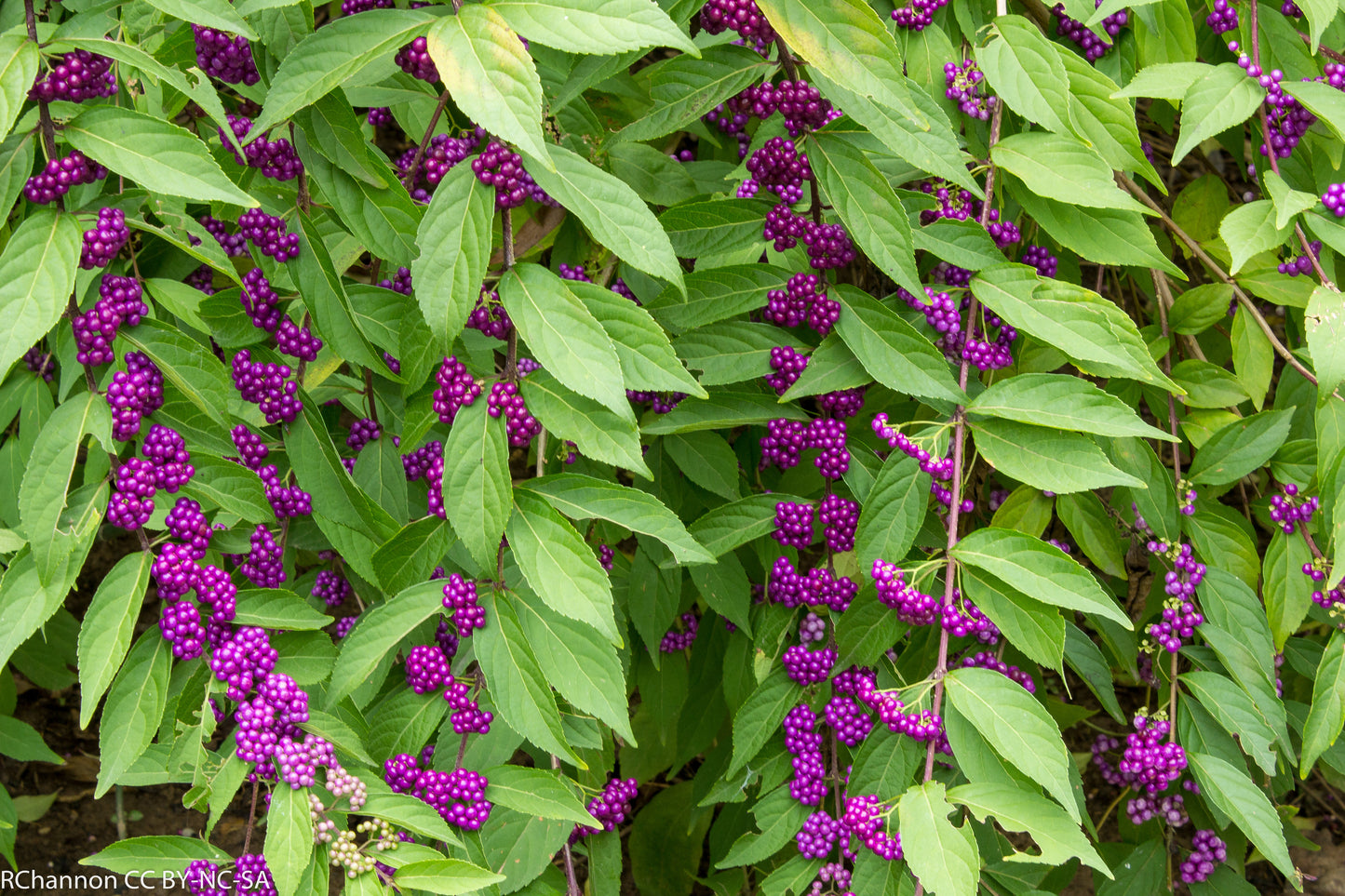 Purple Beautyberry Callicarpa dichotoma 100 Seeds  USA Company
