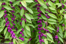 Load image into Gallery viewer, Purple Beautyberry Callicarpa dichotoma 20 Seeds