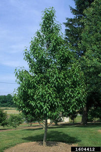 Hardy rubber Tree Eucommia ulmoides 20 Seeds