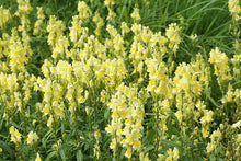 Load image into Gallery viewer, Yellow Toadflax  Linaria vulgaris  100 Seeds