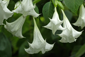 White Angel's Trumpet Brugmansia suaveolens 20 Seeds