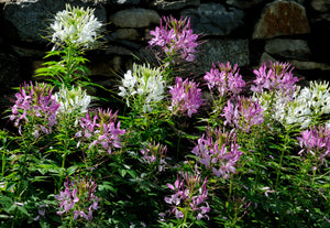 Spider Flower Mixed Colors Cleome hassleriana 20 Seeds
