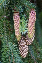 Load image into Gallery viewer, Sitka Spruce Picea sitchensis 100 Seeds