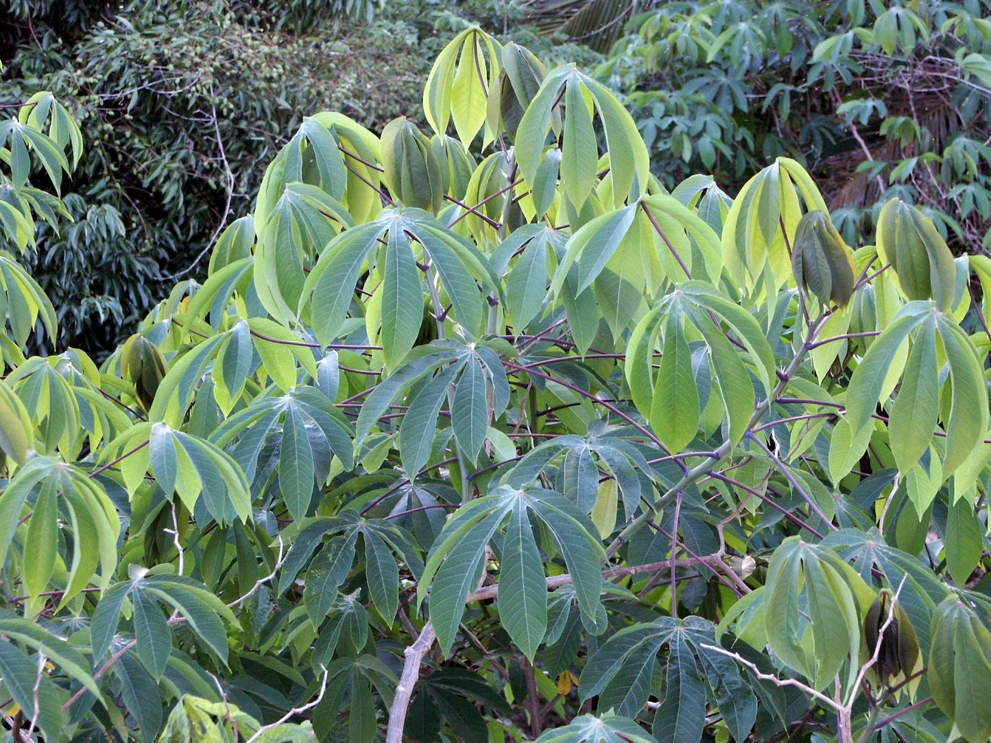 Tapioca Cassava Manihot escultenta 10 Seeds  USA Company