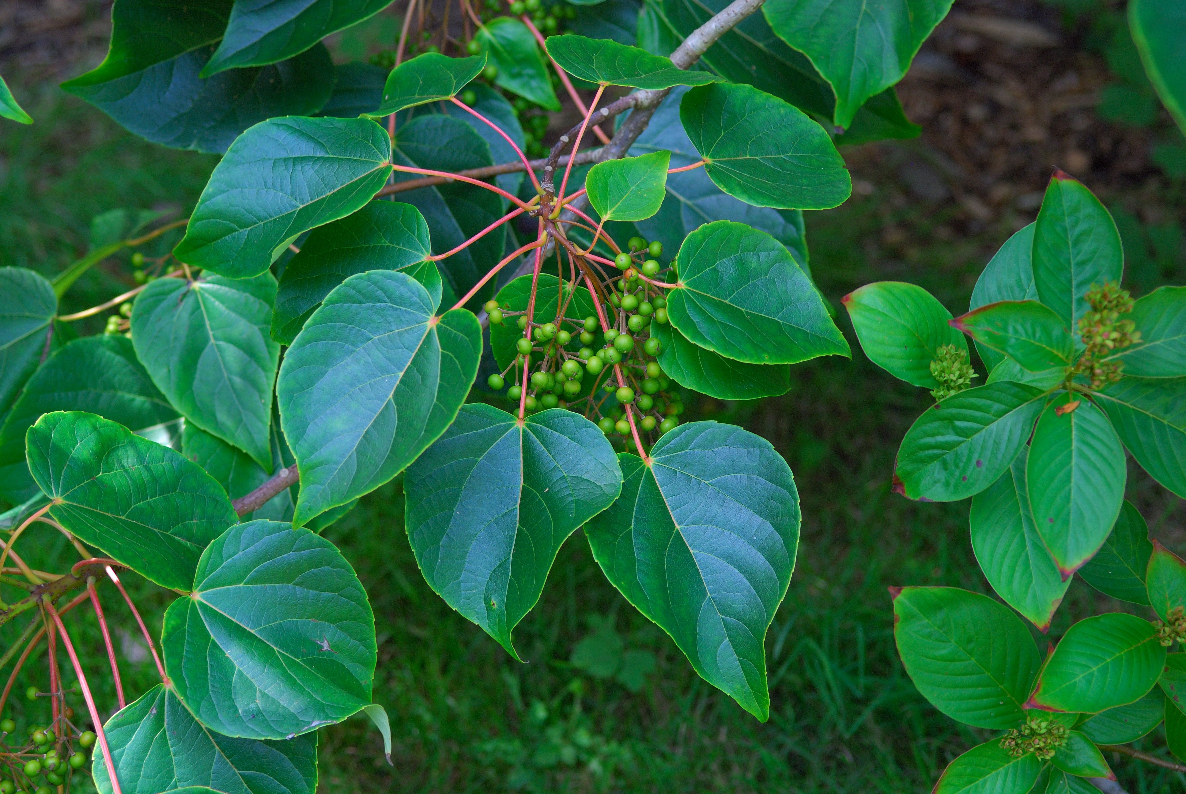 Wonder Tree Igiri Tree Idesia Polycarpa 500 Seeds USA Company – R&B ...