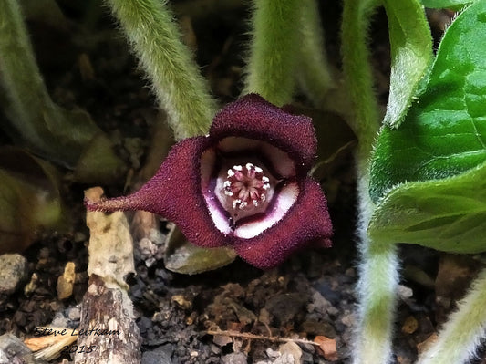 Wild Ginger  40 Seeds  Asarum canadense  USA Company