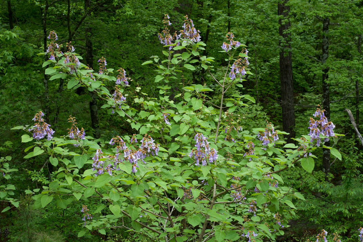 planting royal empress tree seeds Royal Paulownia 100 Seeds Paulownia tomentosa – R&B Floridaseeds