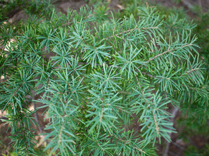 Mountain Hemlock  Tsuga mertensiana  20 Seeds