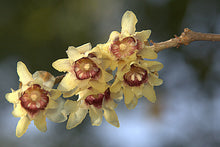 Load image into Gallery viewer, Wintersweet Chimonanthus praecox 20 Seeds