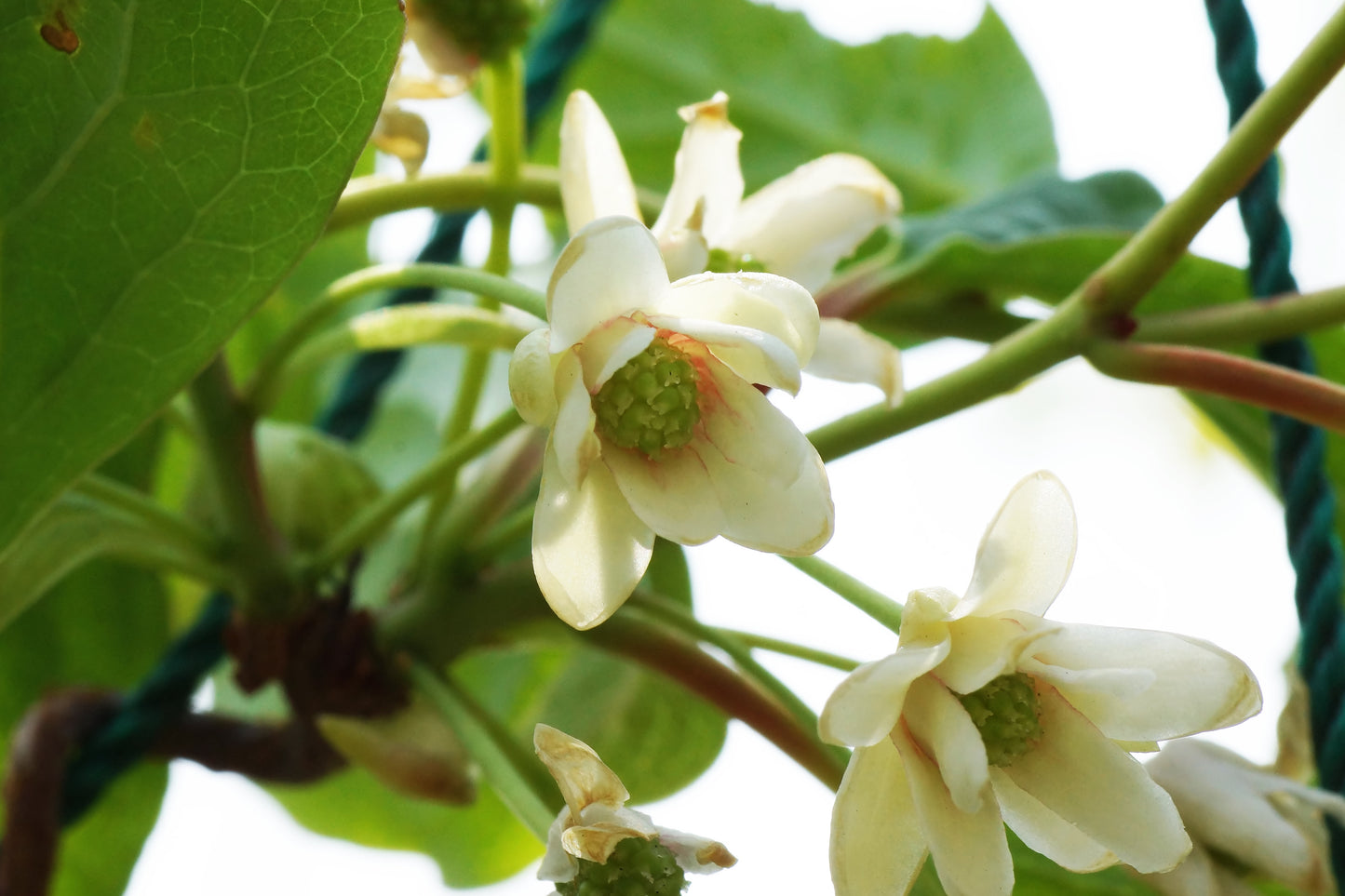 Magnolia Vine Five-Flavor Fruit Schisandra chinensis 20 Seeds   USA Company