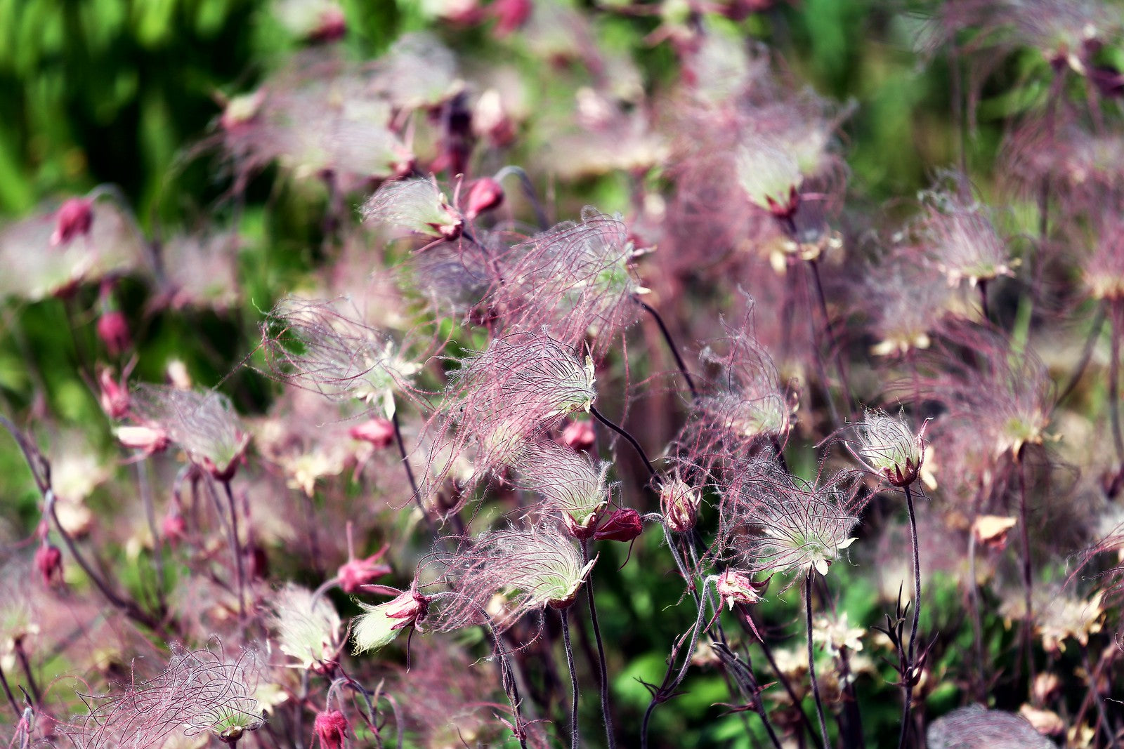 where to buy prairie smoke flower seeds Prairie Smoke 10 Seeds Geum triflorum – R&B Floridaseeds