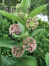 Load image into Gallery viewer, Common Milkweed Asclepias syriaca 20 Seeds