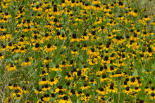 Load image into Gallery viewer, Clasping Coneflower  Rudbeckia amplexicaulis  100  Seeds