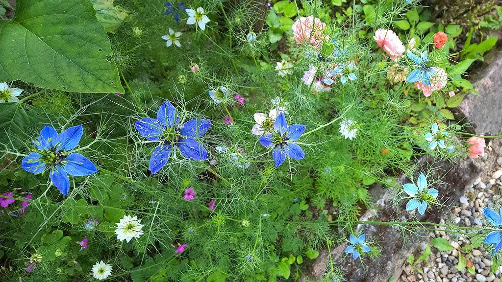 Black Cumin  100 Seeds  Nigella sativa