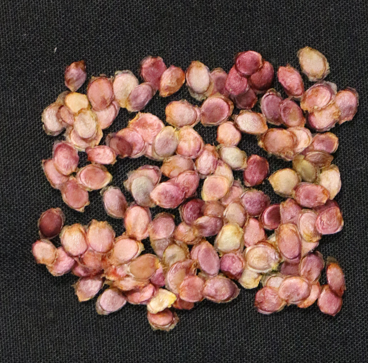 Tamarillo (Tree Tomato) Cyphomandra Betacea Seeds - Edible, Fast-Growing Fruit Tree