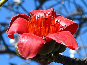 Red Silk Cotton Tree Bombax ceiba 20 Seeds
