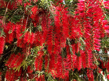 Load image into Gallery viewer, Crimson Bottlebrush Callistemon citrinus 50 Seeds