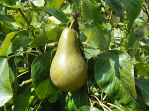 European Pear Pyrus communis 20 Seeds