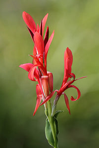 Red Canna Canna indica 20 Seeds