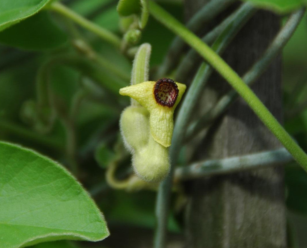 Woolly Dutchman's Pipe Aristolochia tomentosa 10 Seeds