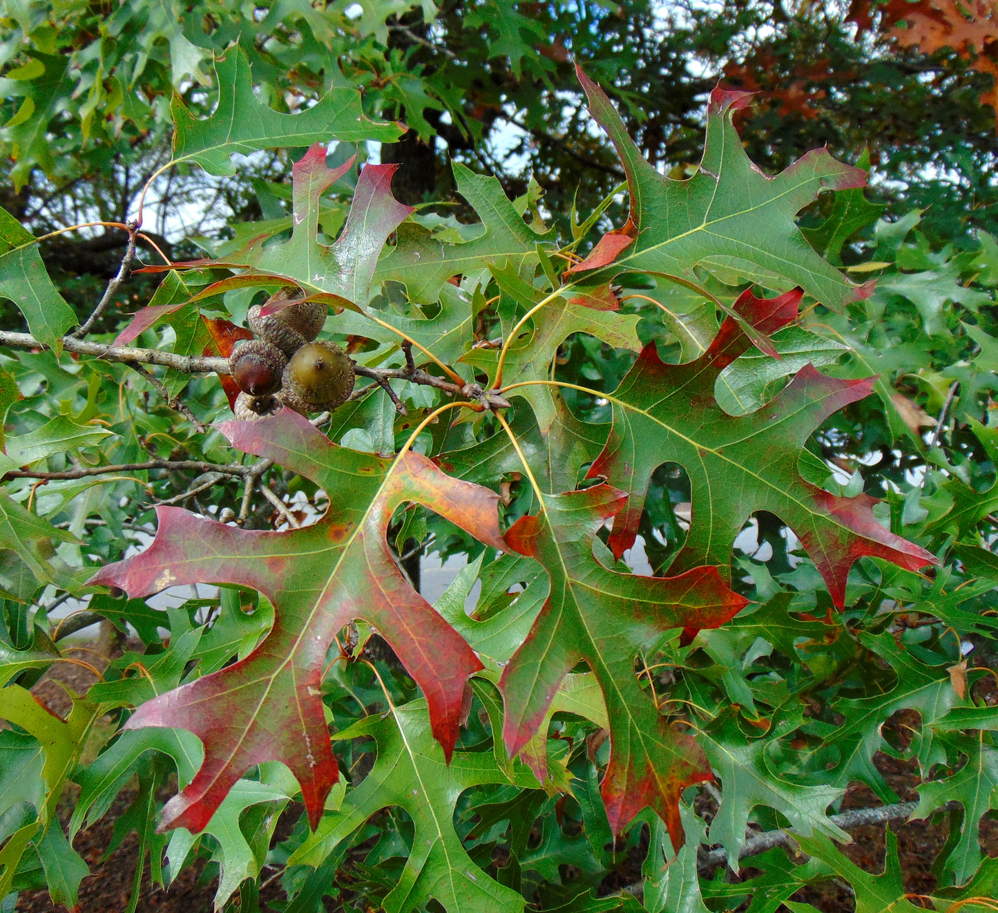Red Oak   10 Seeds   Quercus rubra