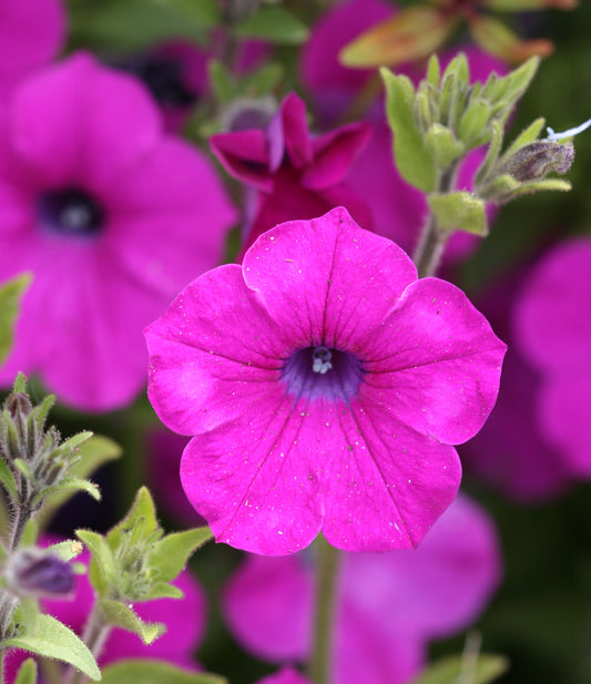 Wild Petunia  Petunia integrifolia  2000 Seeds