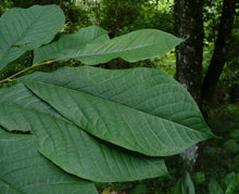 Load image into Gallery viewer, Pawpaw Tree Asimina triloba 10 Seeds
