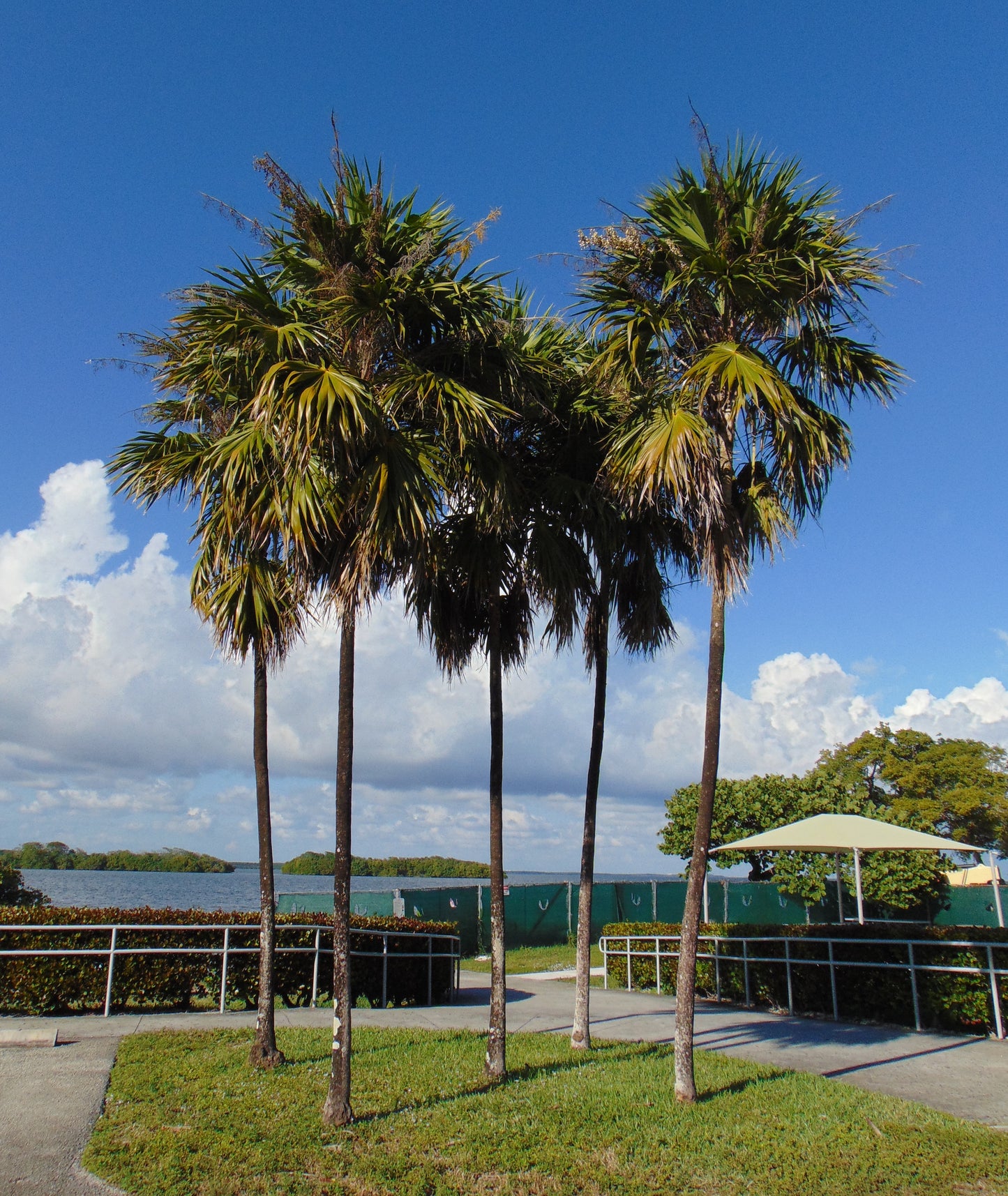 Florida Thatch Palm Thrinax radiata 20 Seeds  USA Company