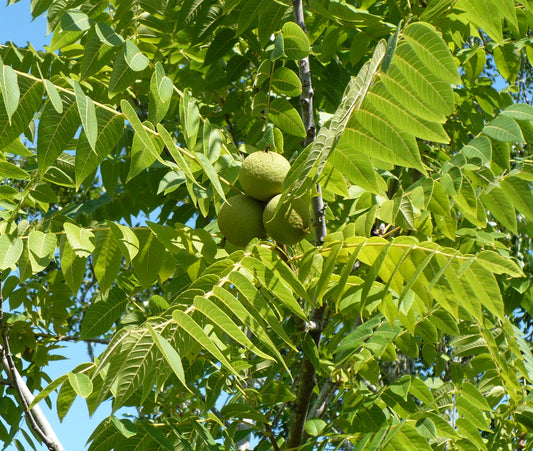 Black Walnut Juglans nigra 5 Seeds
