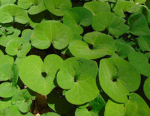 Load image into Gallery viewer, Wild Ginger Asarum canadense 10 Seeds