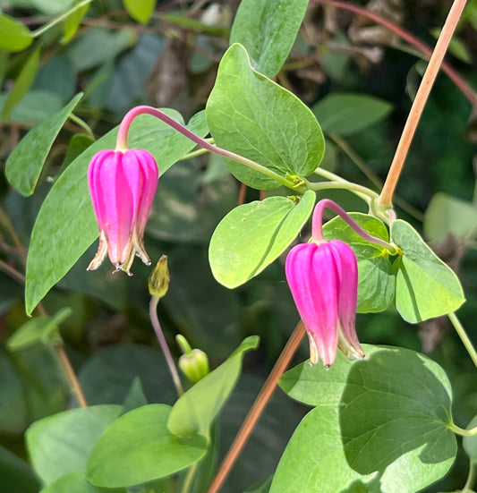 Pink Leather Flower Clematis glaucophylla 20 Seeds  USA Company