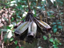 Load image into Gallery viewer, White Bat Flower Tacca integrifolia 20 Seeds