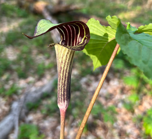 Jack in the Pulpit Arisaema triphyllum 10 Seeds  USA Company